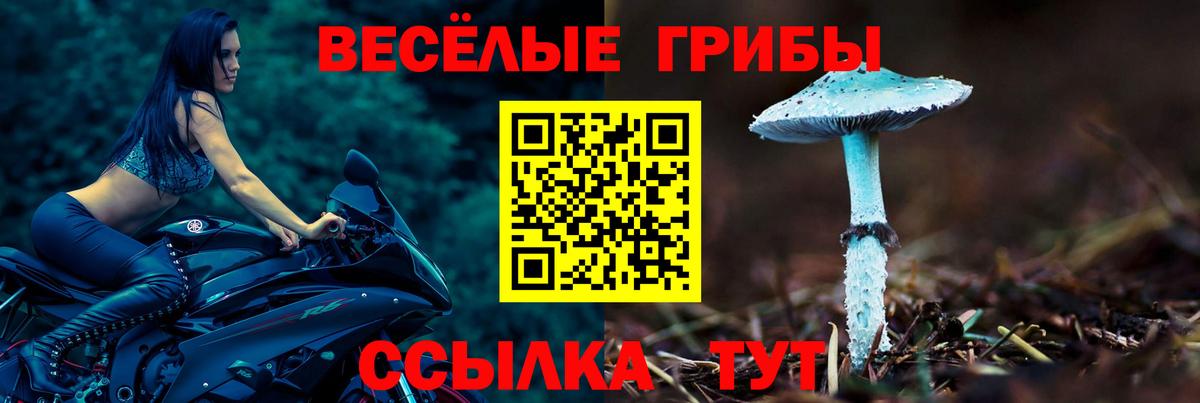 Кингисепп  Псилоцибиновые грибы Psilocybe  Вход с VPN  цены   Галлюциногенные грибы Psilocybe 